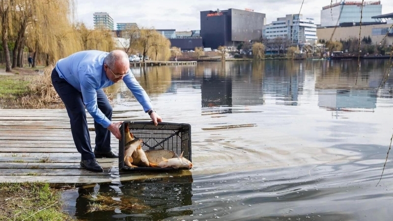 CLUJ-NAPOCA | Acțiune de populare cu crap în lacurile din cartierul Gheorgheni